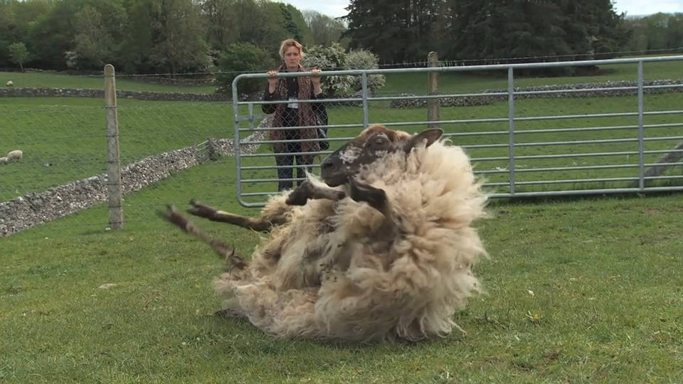 Lambing Season (2013)